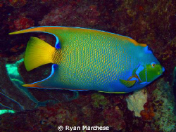 Queen Angelfish by Ryan Marchese 